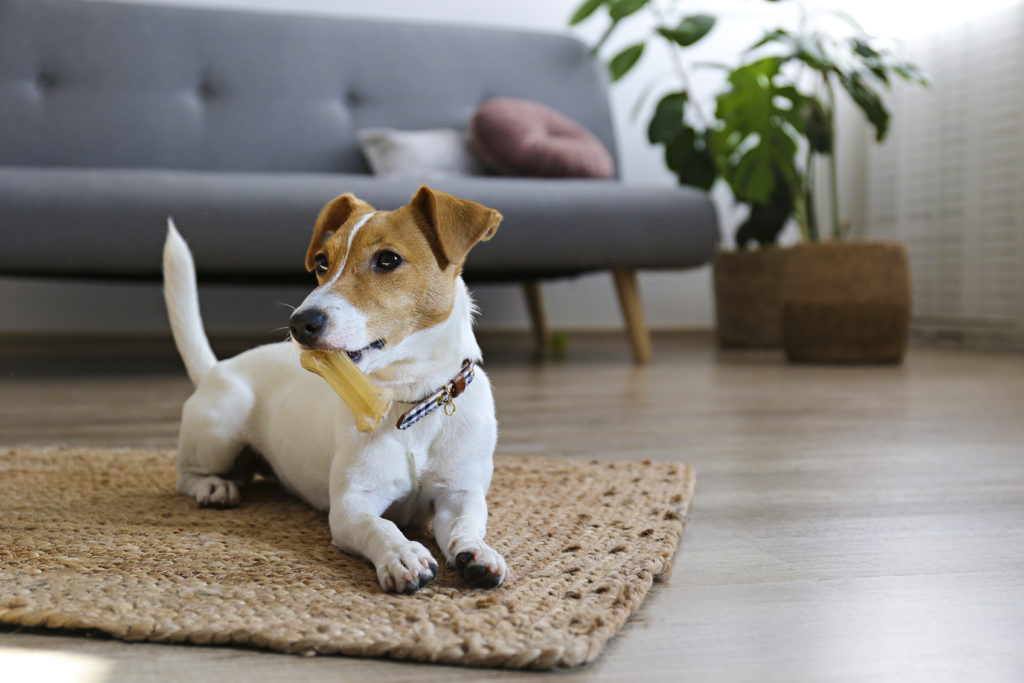 Can I Rent if I Have a Pet? PropertyLoop