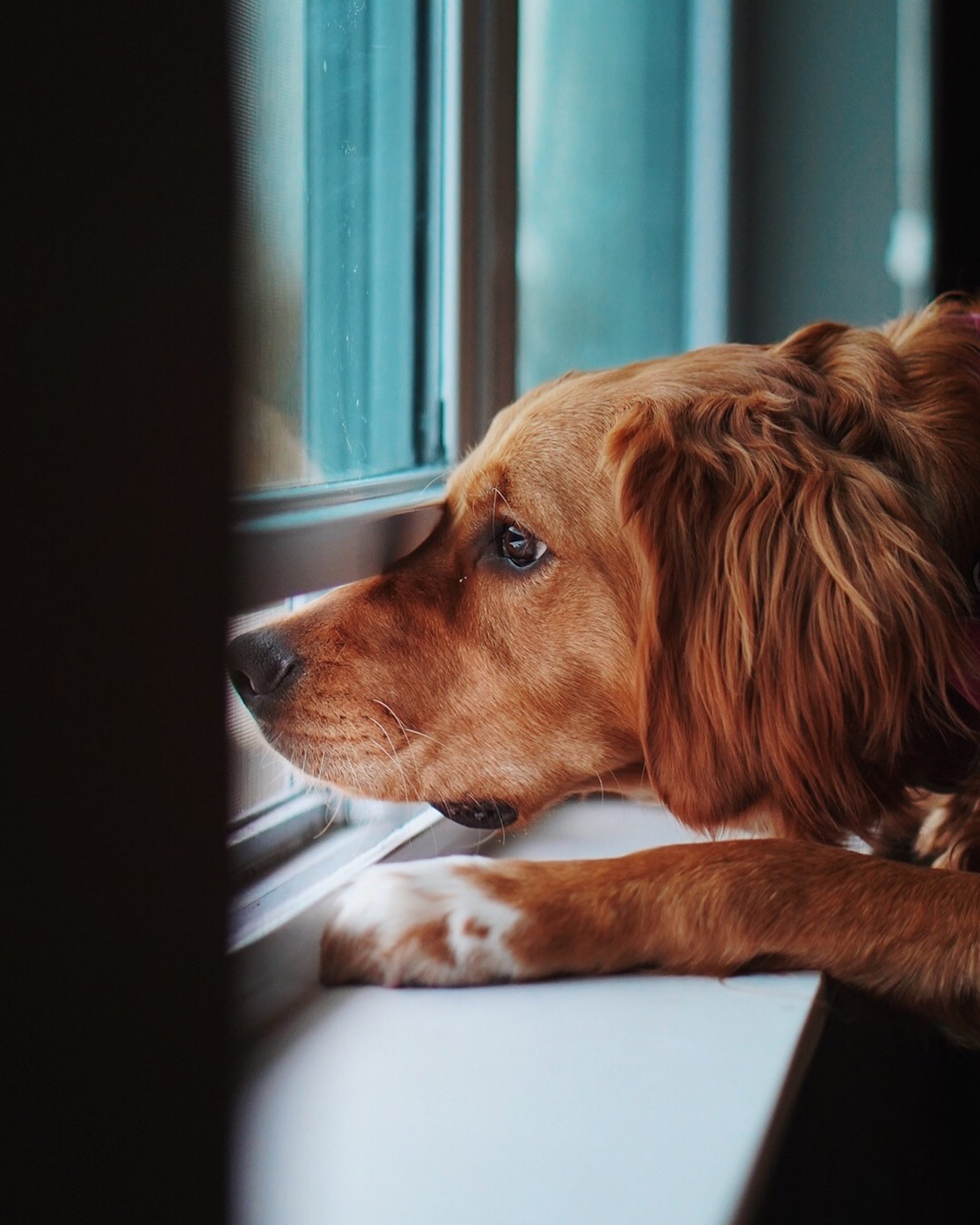 Can Landlords Charge Extra for Pets? PropertyLoop